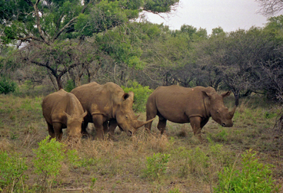 Rhinos